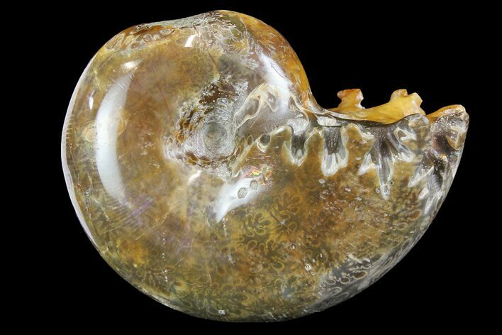 Polished, Agatized Ammonite (Phylloceras?) - Madagascar #149235